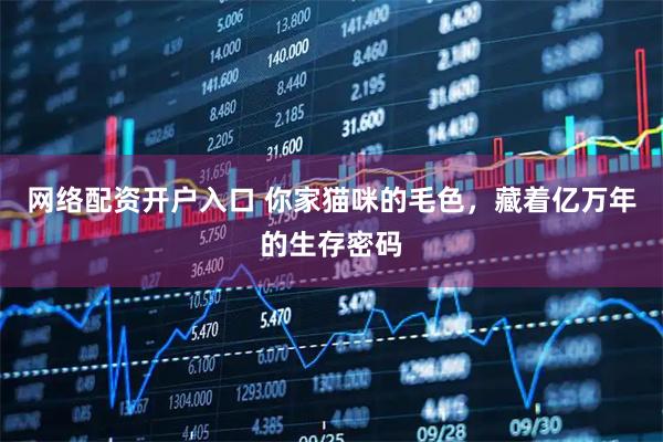 网络配资开户入口 你家猫咪的毛色，藏着亿万年的生存密码